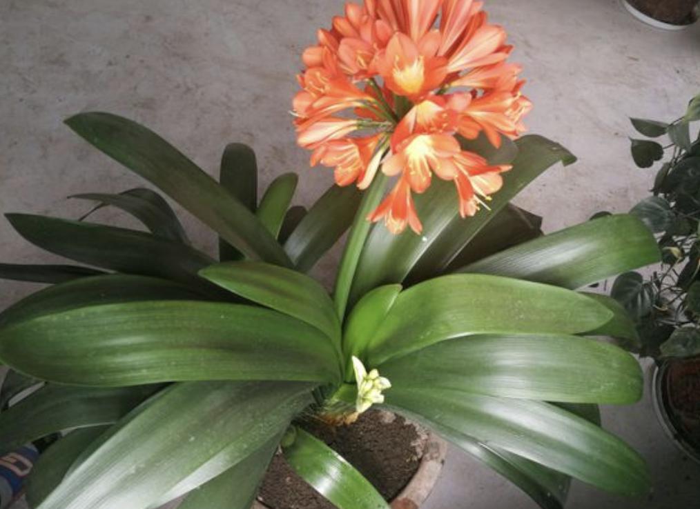 养君子兰叶亮开花多全靠4个诀窍,君子兰花头稀疏