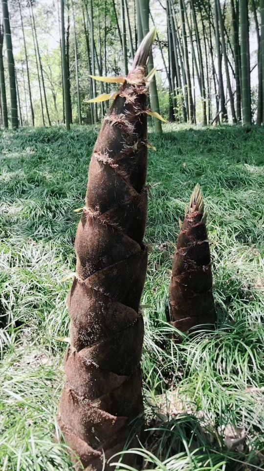 小孩成绩差家长怎么引导,孩子在学校脾气差怎么办