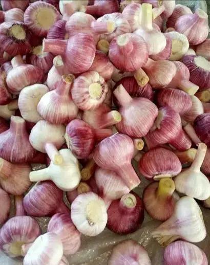 2020年山东蒜薹价格最低批发价,2020大蒜蒜薹行情