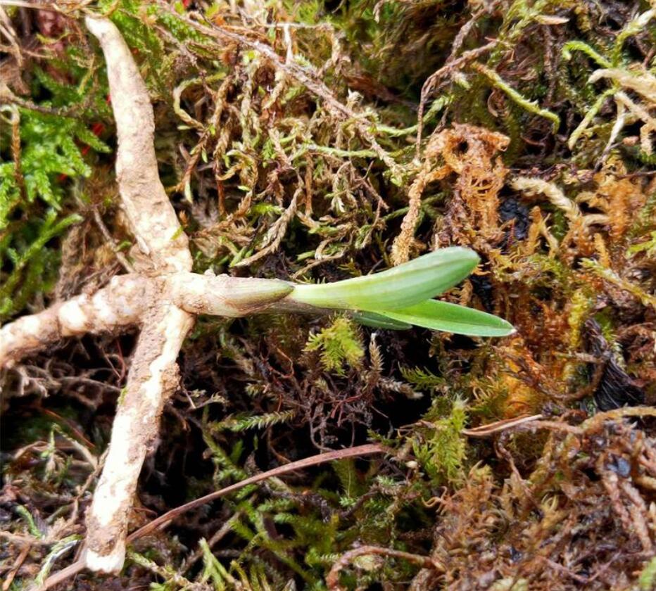 兰花龙根，另类的“赌石”，花上千去赌草，你愿意吗？