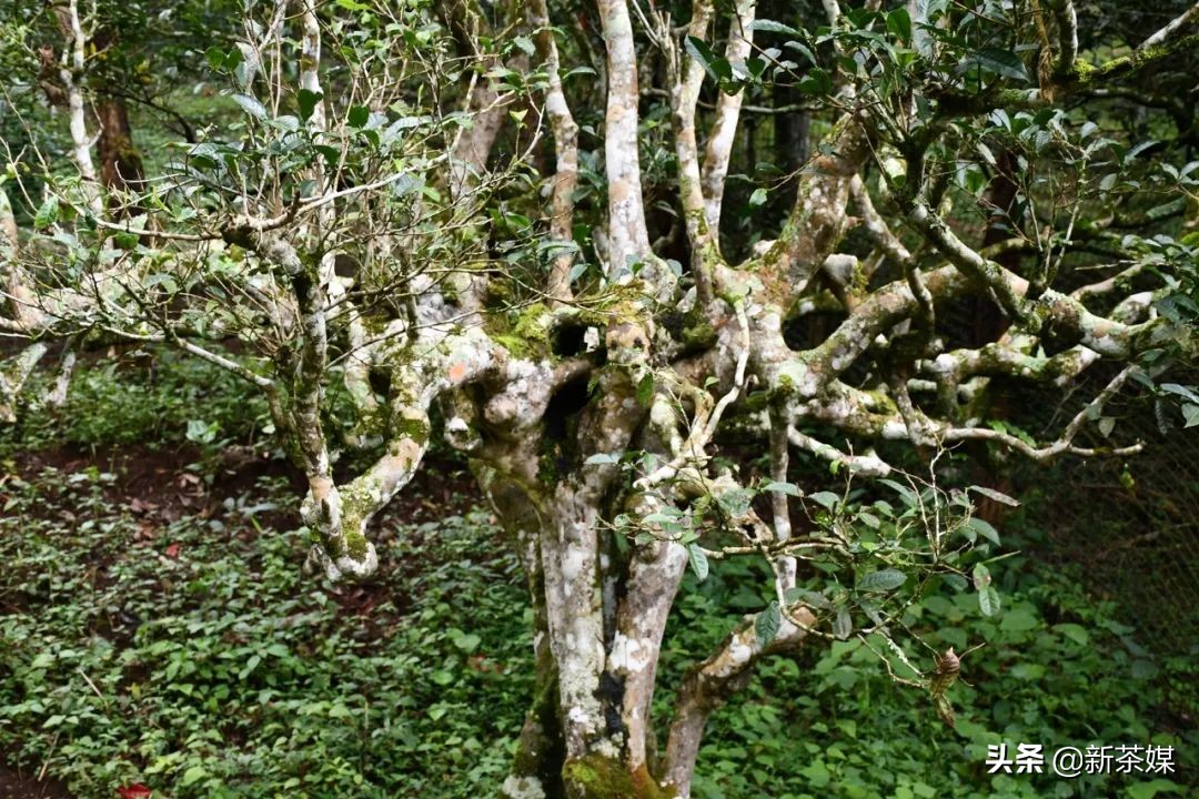 南糯山茶树王咋走,南糯山普洱茶茶树王