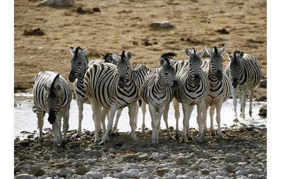 斑马没有斑,斑马没有斑马纹