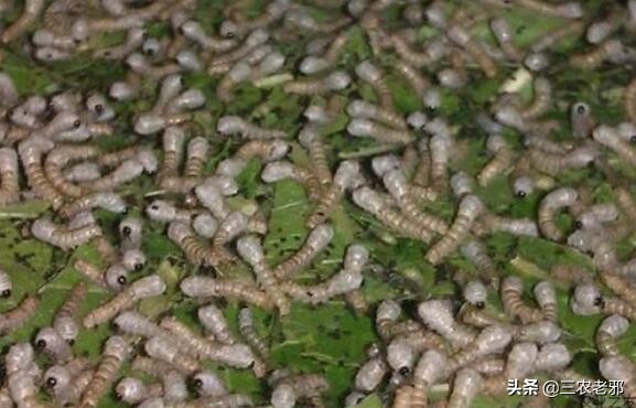 蚕得了白僵病是怎么回事,蚕的白僵病怎么养