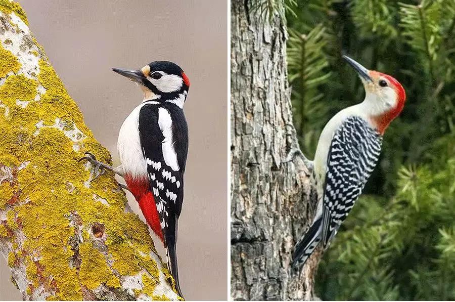 勤劳的医生儿童画,儿童画森林医生马克笔