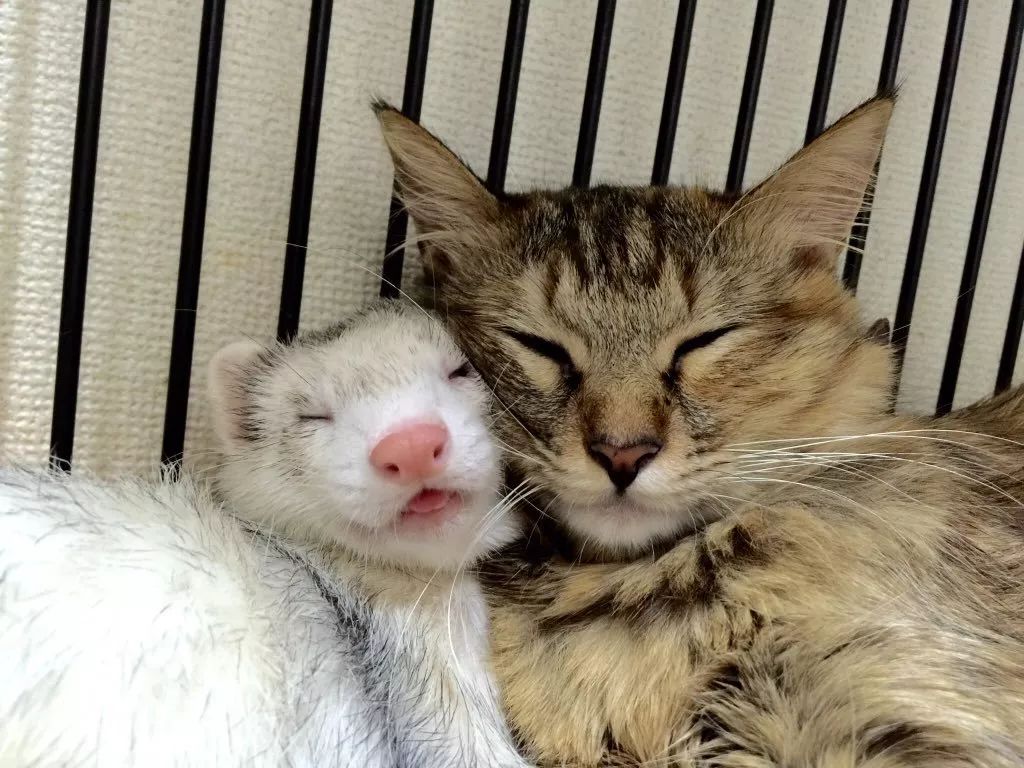 安格鲁貂和玛雪儿貂哪个性格好,可爱安格鲁貂