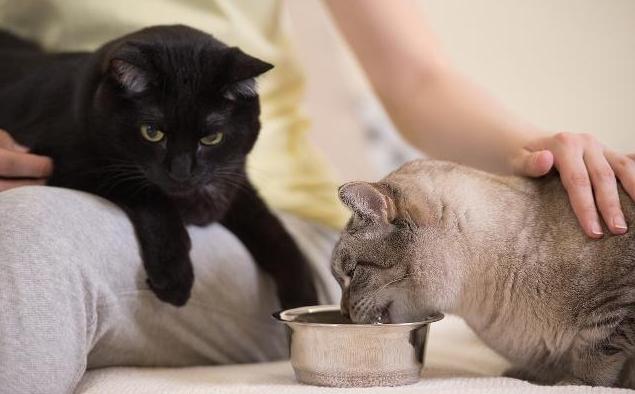 猫咪一开始粘人熟悉了不黏人了,猫咪开始不粘人怎么办