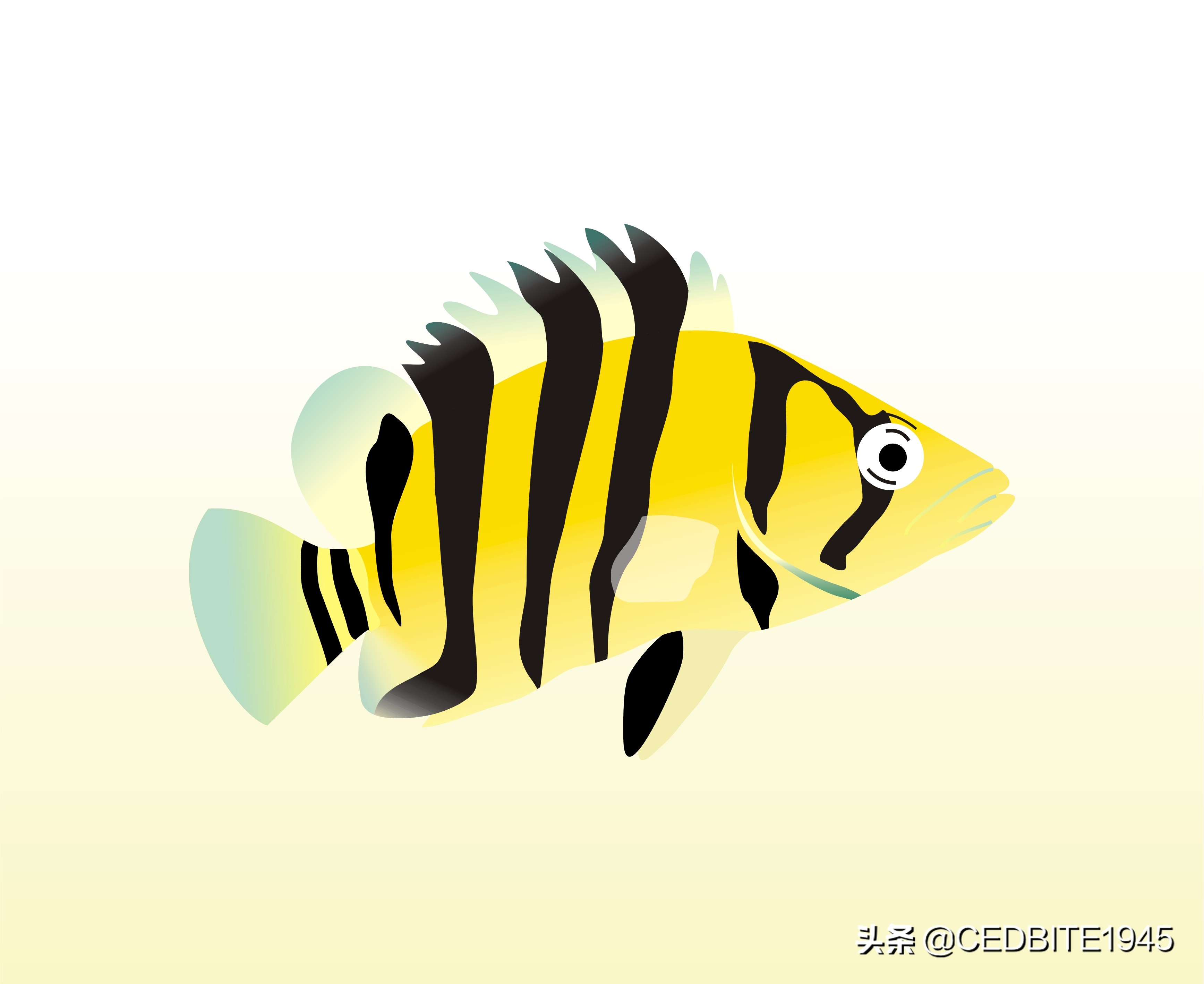 如何驯养黑猪视频,虎鱼怎么饲养才会变黄