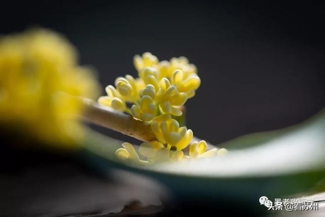 一入秋苏州怎就美成了姑苏,一入秋南京就成了金陵