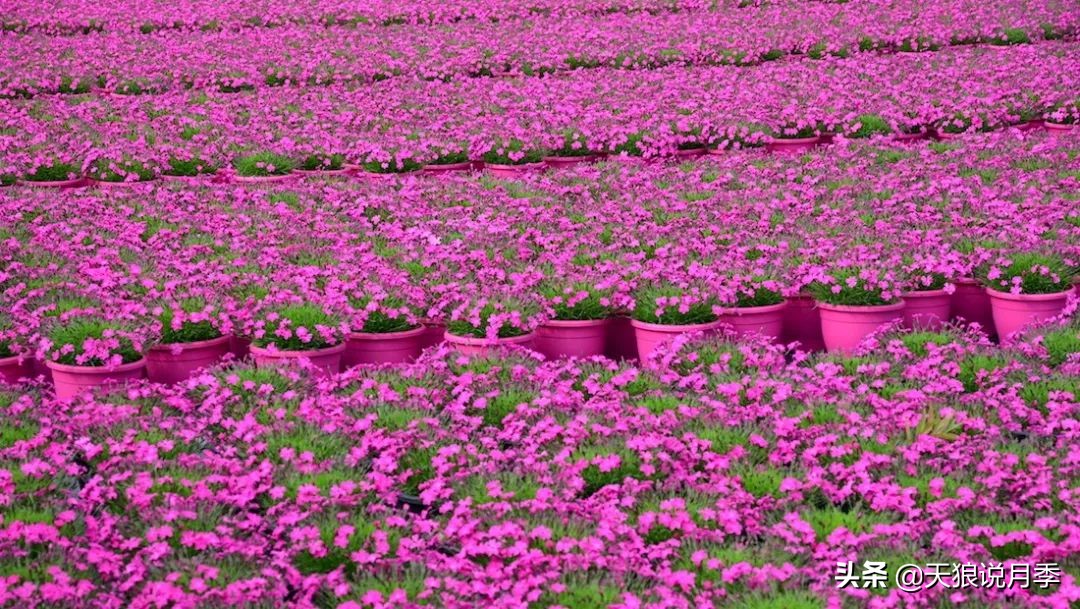 盘点每个世界第一关最强的植物,有哪些可以卡无敌的植物