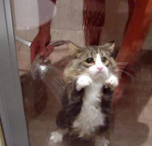 猫咪不能勤洗澡怎么清洁,猫咪不怕洗澡可以经常洗吗