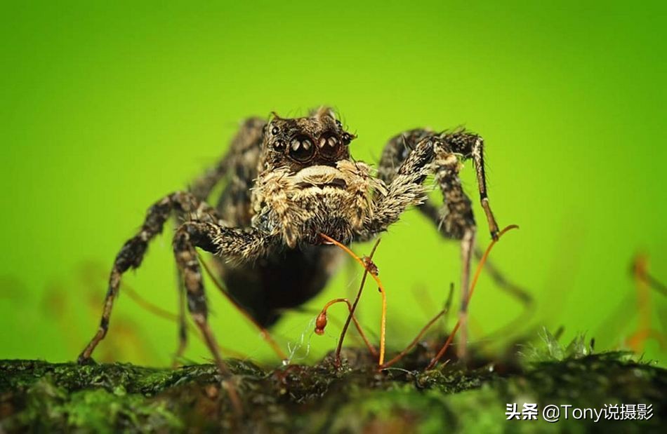 400定焦镜头和100-400变焦镜头,定焦镜头和变焦镜头的成像对比