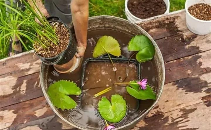 废桶旧盆里添水种花，10分钟成水景，细水长流富贵一生