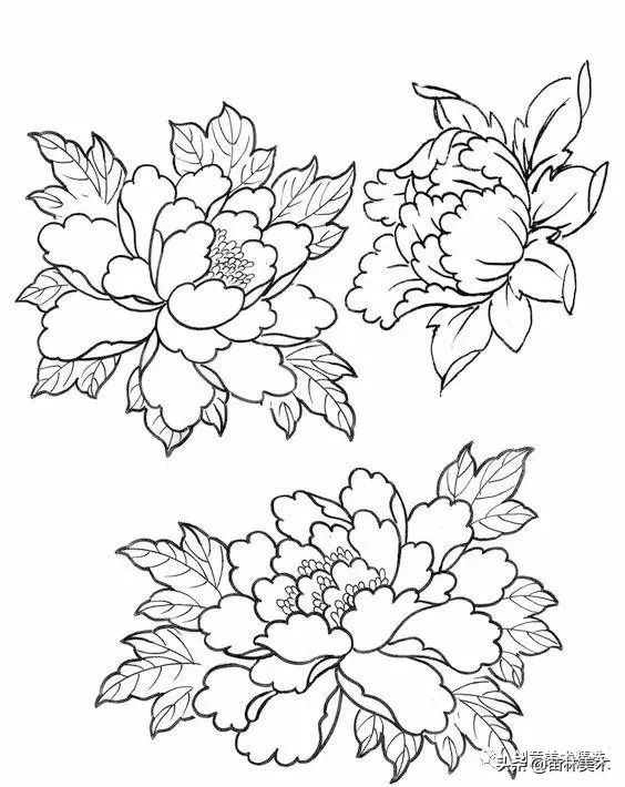 工笔花卉线稿和色稿,花卉白描线稿