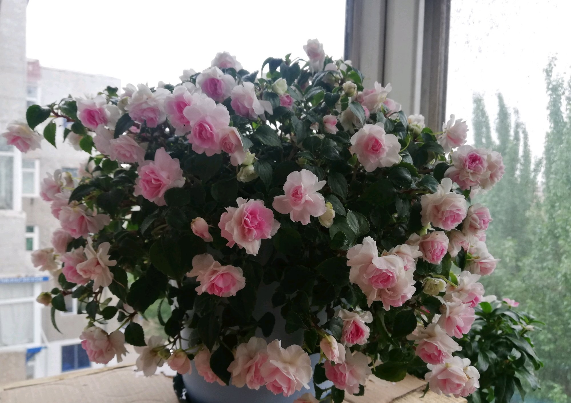 阳台上养几盆花最好,带花香好养的阳台花