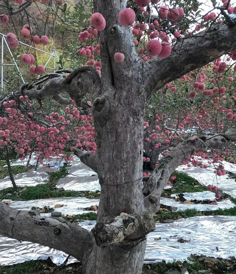 瓦房店真是个好地方,爱上大连这座城