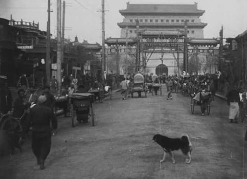 纯种中华田园犬长什么样子,纯种中华田园犬都长什么样