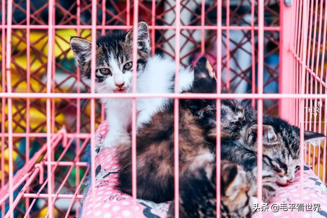 要想真正了解武汉，必须先了解汉阳