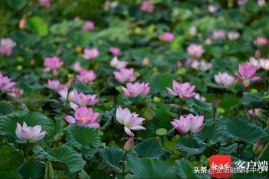 海口五源河湿地公园,海南海口五源河国家湿地公园