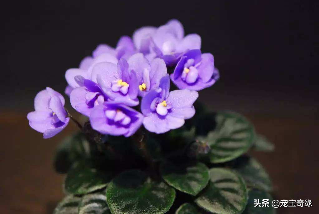 室内养的植物有毒品种大全,哪些室内植物对人体健康有影响