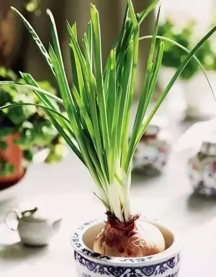 冬天养花用营养液吗,冬天养花养哪些植物好