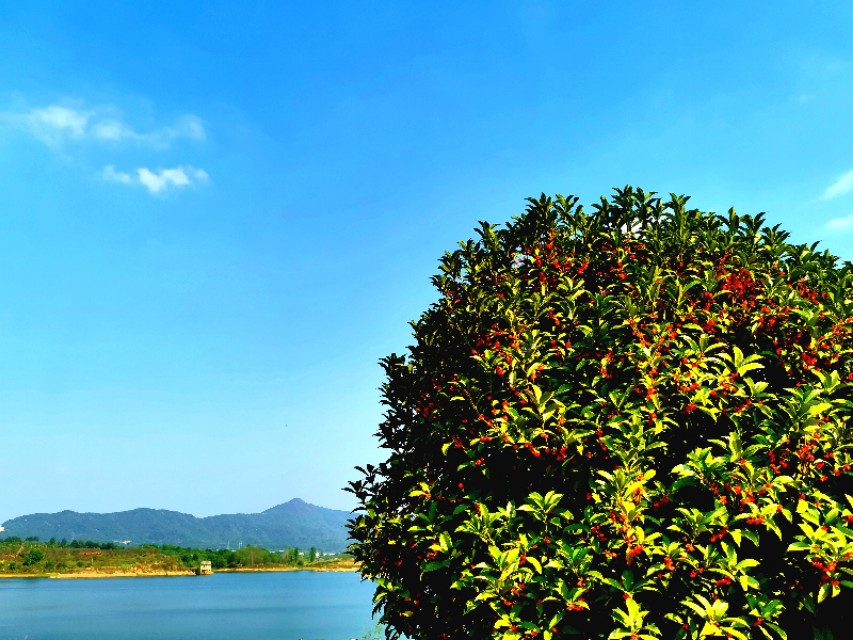 金秋十月金灿灿的桂花又香又美丽,又香又美的红桂花