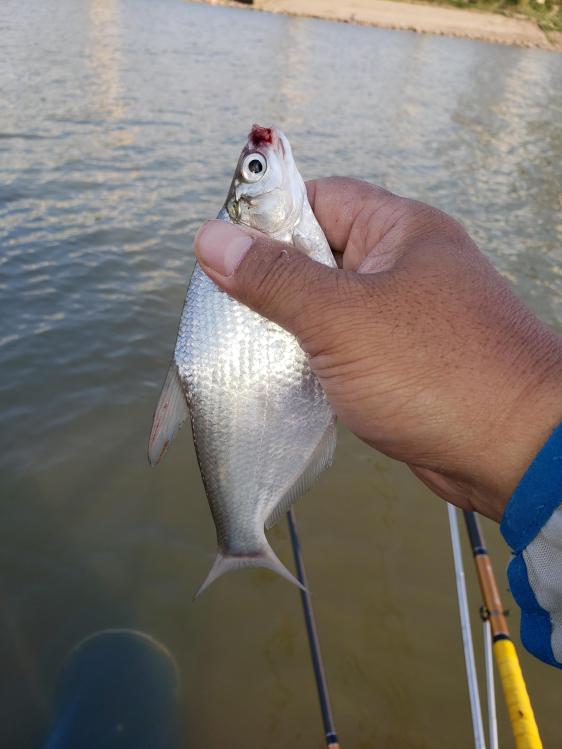 金迦潘钓杆,金迦潘求败渔具好用吗