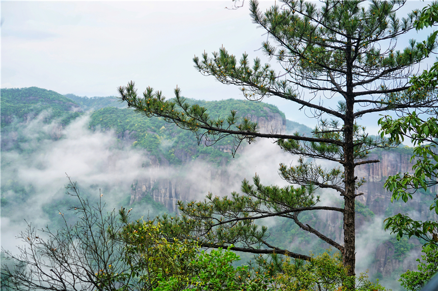 浙江有一个神奇山,浙江山里蝌蚪
