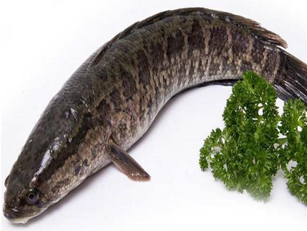 夏季湿气重吃什么排湿最快,祛体内湿毒的最好最快的方法