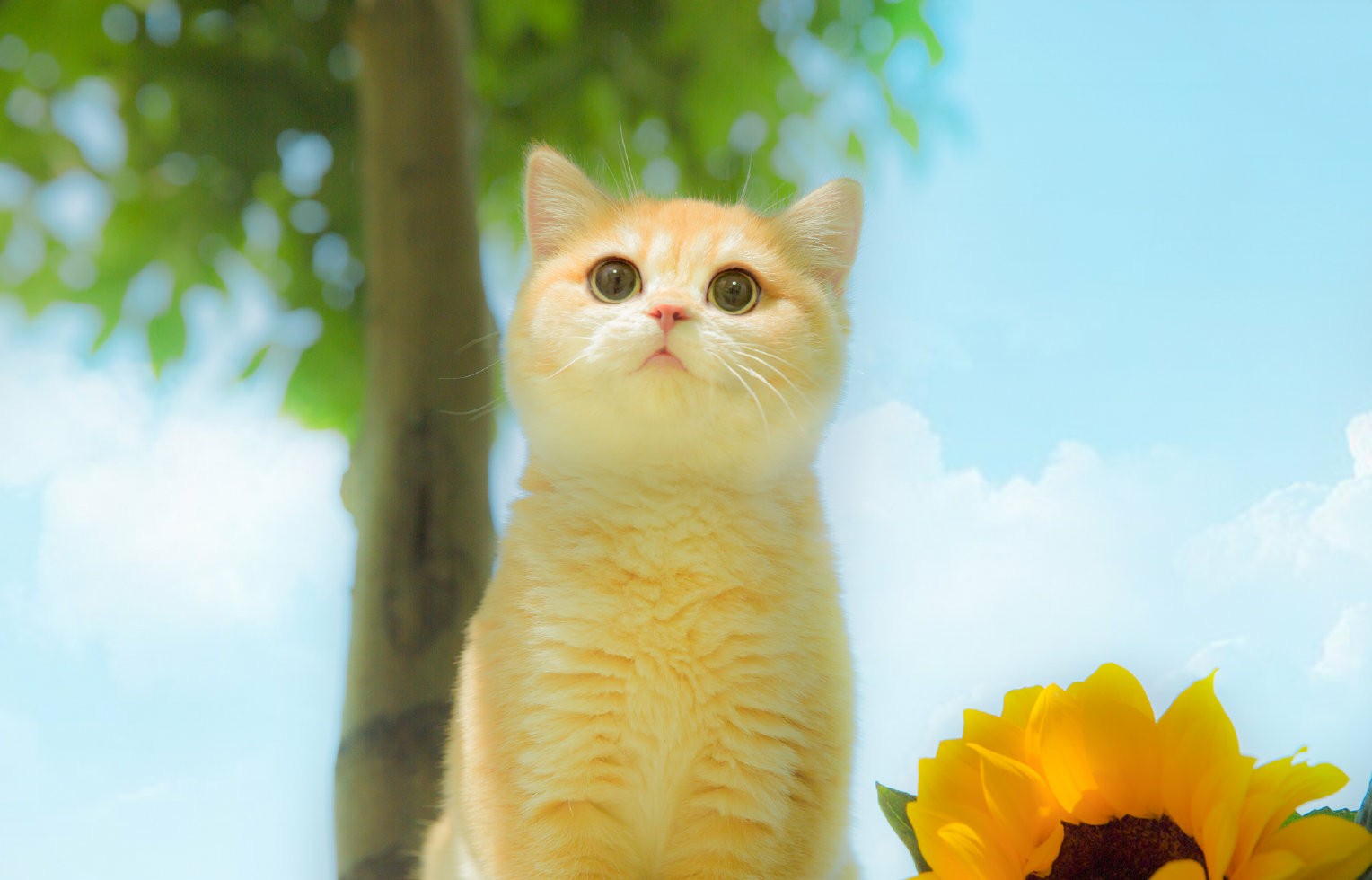 养猫劝退行为案例,养猫的迷惑行为视频