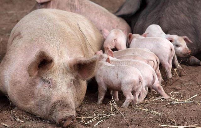 杜洛克种猪是哪里品种,加拿大杜洛克种猪