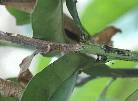 柚子的病有哪些,柚子树脂病