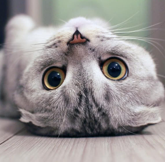 猫咪身上的猫癣是怎么引起的,猫咪身上的猫癣是什么引起的