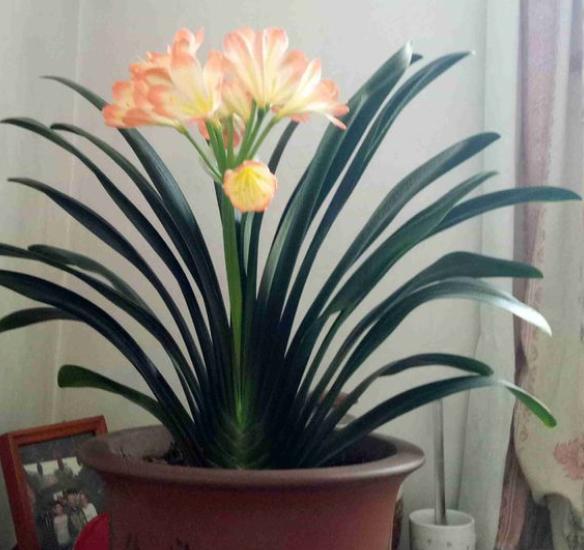 君子兰什么时候施肥长得茂盛开花,君子兰怎么施肥才长得旺盛