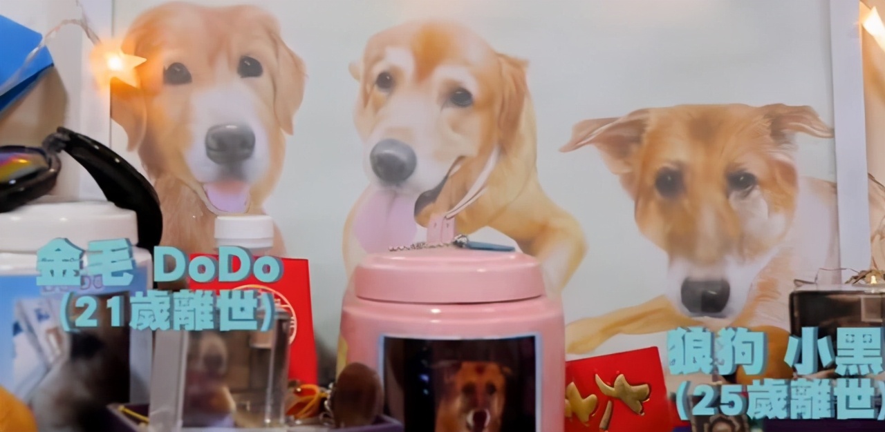 金毛的自愈能力有多强大,金毛的自愈能力有多强