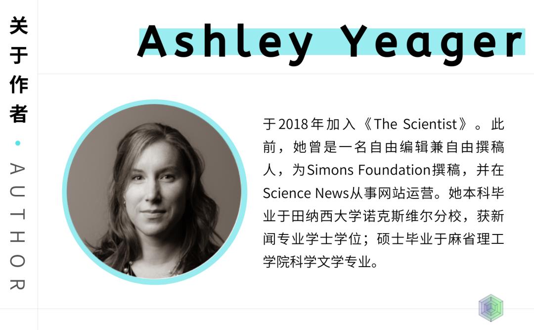 成人大脑神经元视频,人体大脑神经元有多少