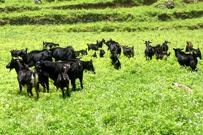 养什么山羊最赚钱又好养,新手养山羊怎么入门