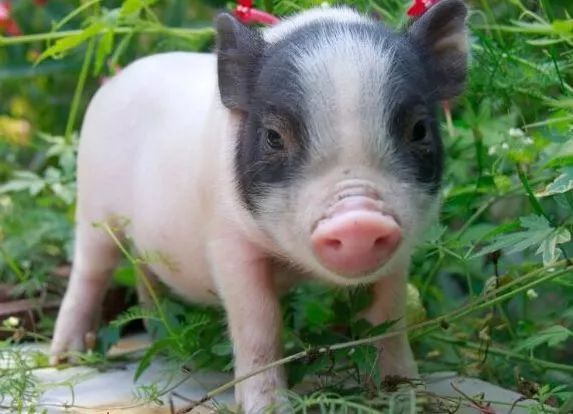 闻名全国,从江香猪个小长不大,曾是贡品,皮薄肉多十里飘香