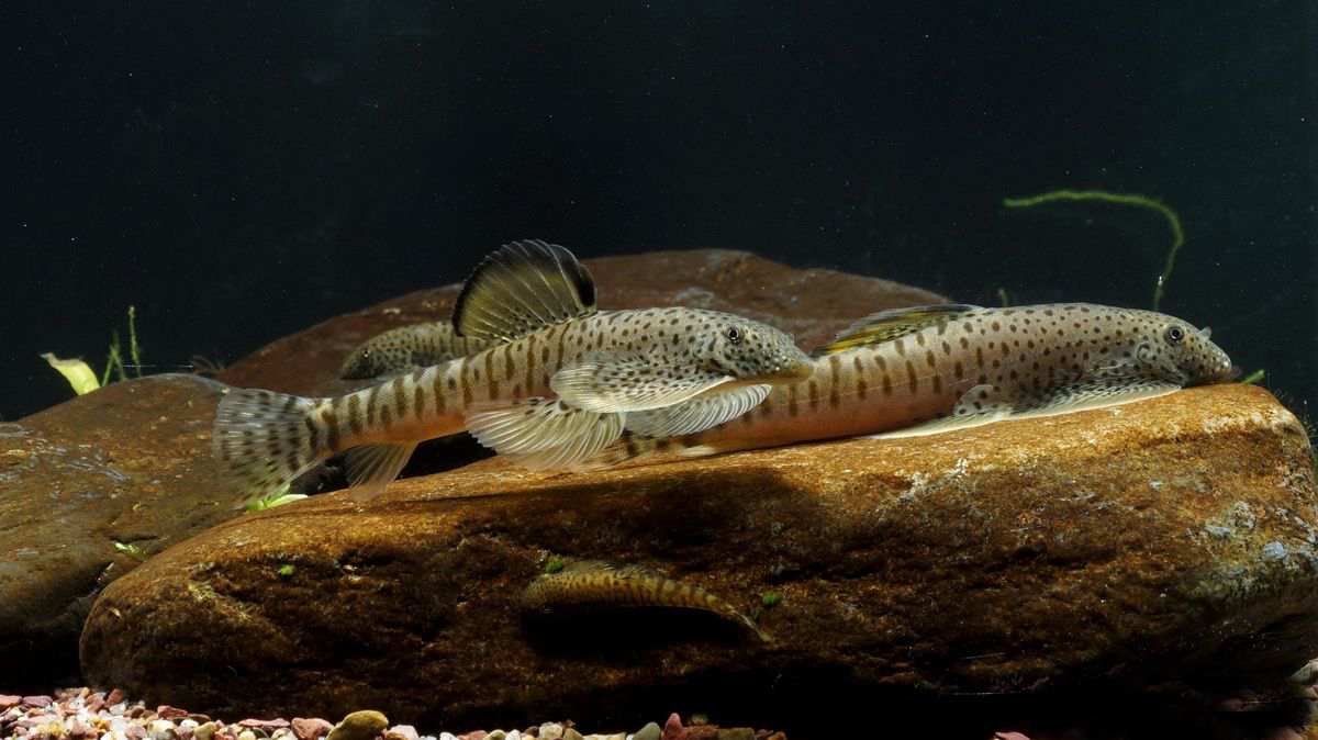 常见观赏鱼有哪些种类,不错的观赏鱼有哪些种类