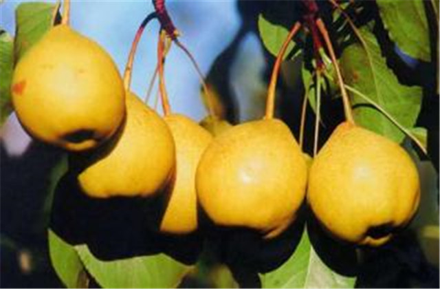 梨树病虫害绿色防控技术,梨树病虫害防治时间表最新