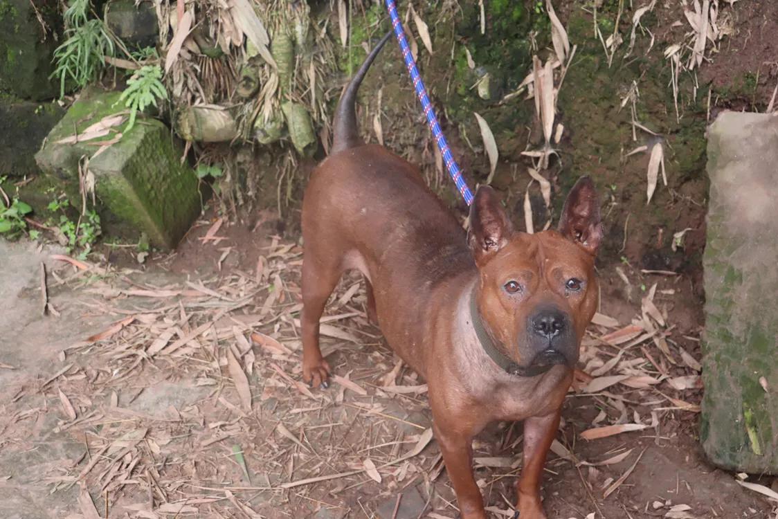 重庆九龙坡川东猎犬基地,川东重庆犬