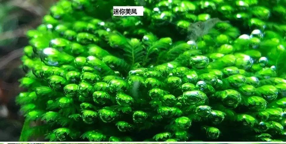 本色水景|教你认识——常见莫斯品种！水草造景学习