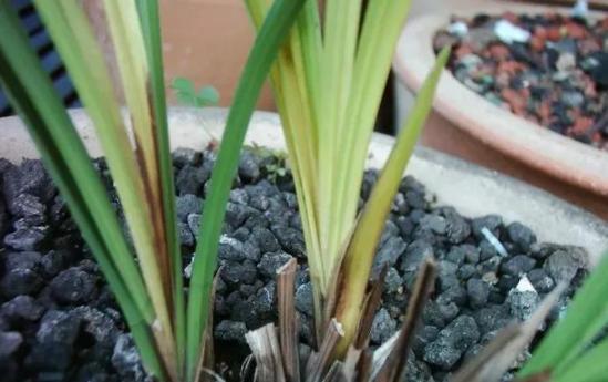 养兰花根腐,夏天兰花预防茎腐和软腐用什么药