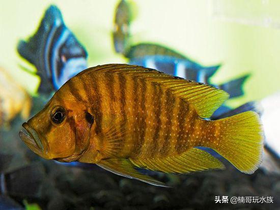 鱼缸里的苏门答腊虎,水族箱养虎虾