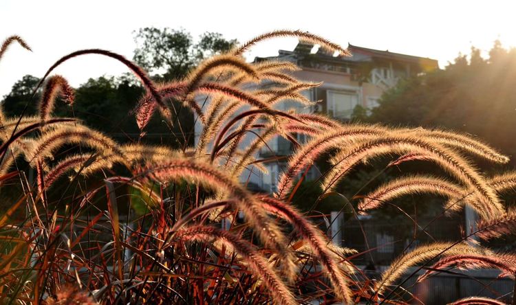 深秋的私语,美文美图经典欣赏