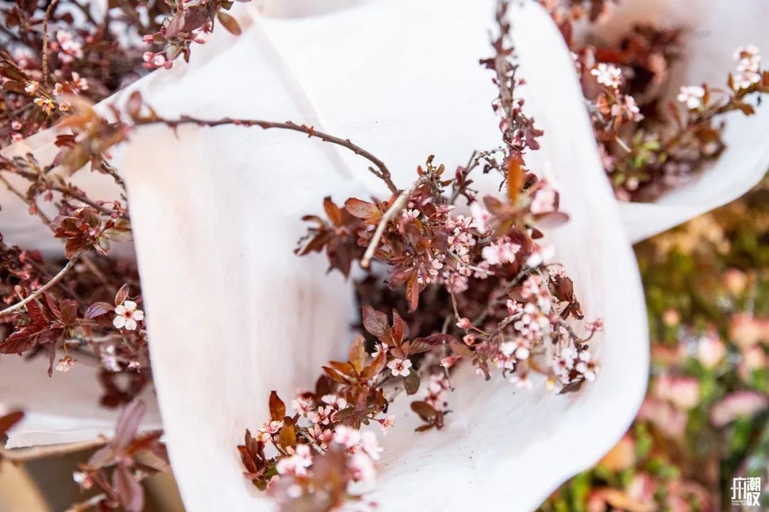 广州最便宜的花卉市场1块钱,广州岭南花卉市场买花攻略