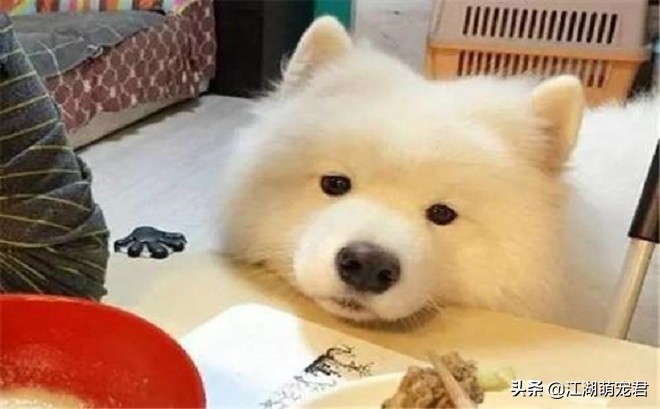 养了狗后我的苦恼,萨摩有4大缺点