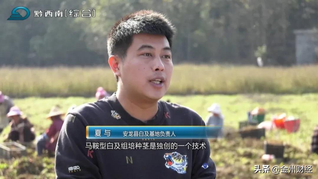 「财富故事」安龙:5000亩白及喜获丰收亩产达6000斤