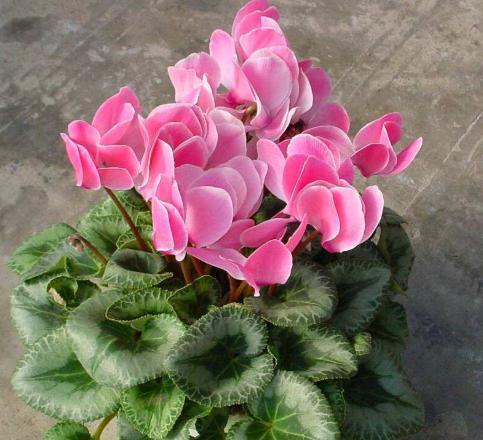 夏季怎么养仙客来能开花,家庭养仙客来注意事项