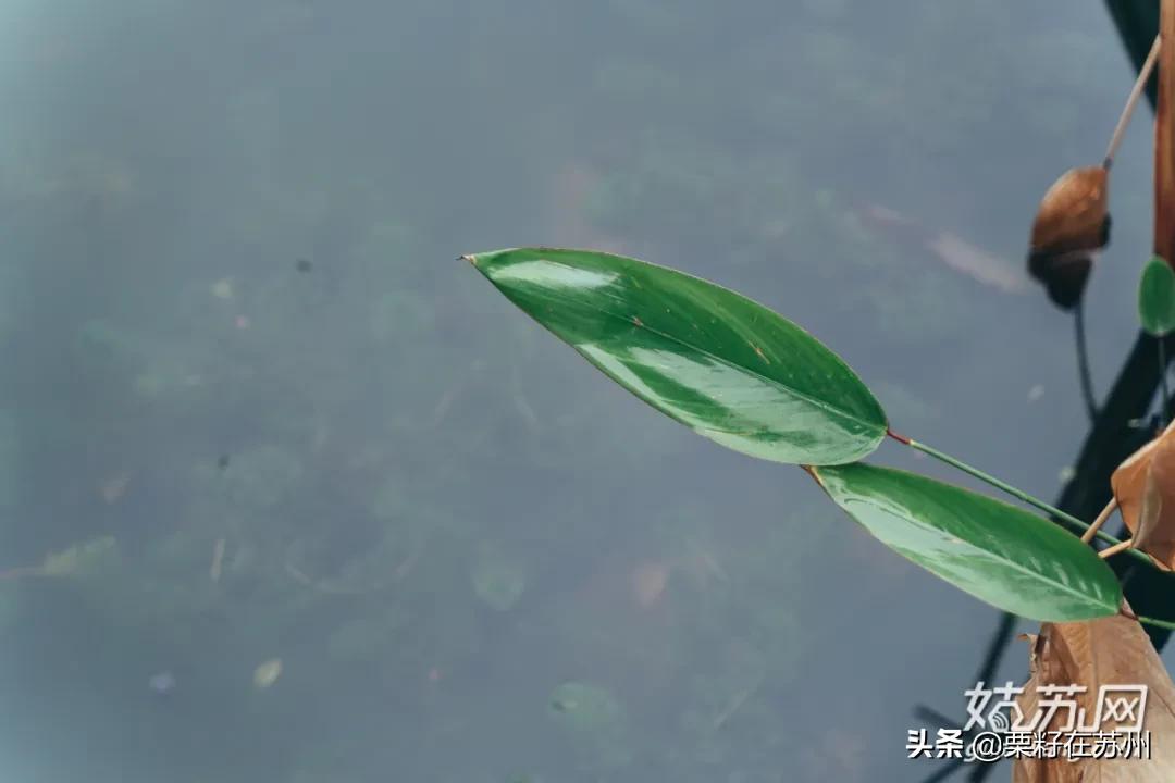 苏州有一条南京路,苏州古城区步行路线