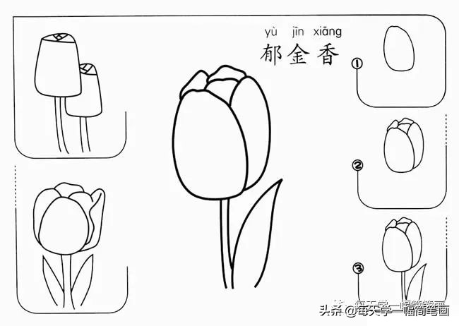 每天一幅简笔画的小教程,简笔画花朵的画法茉莉花